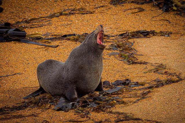 060 Moeraki, Katiki Point.jpg